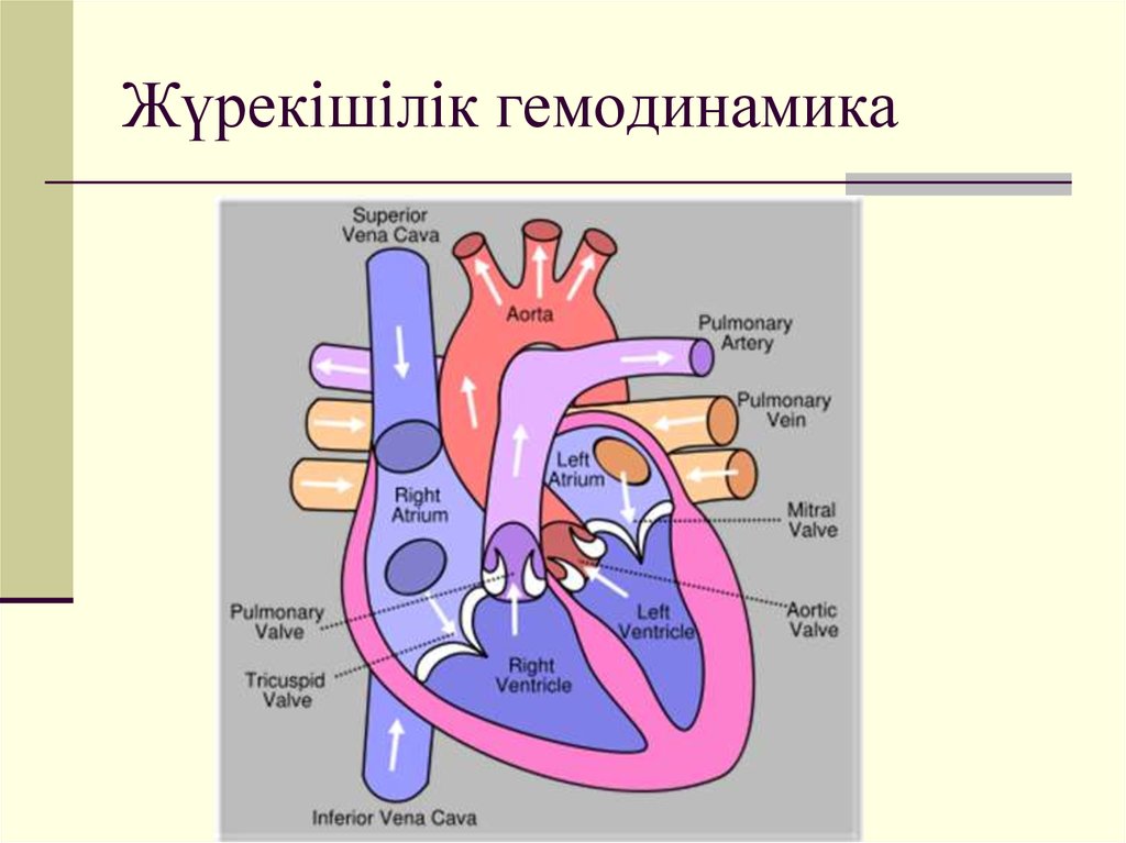 Система гемодинамики