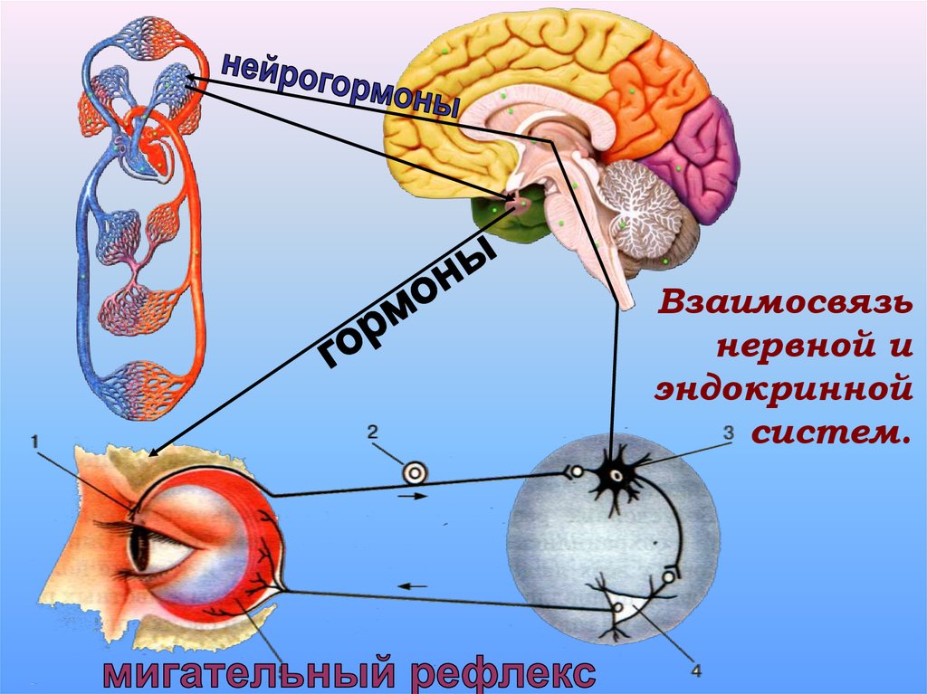 Реферат: Взаимодействие эндокринной и нервной системы