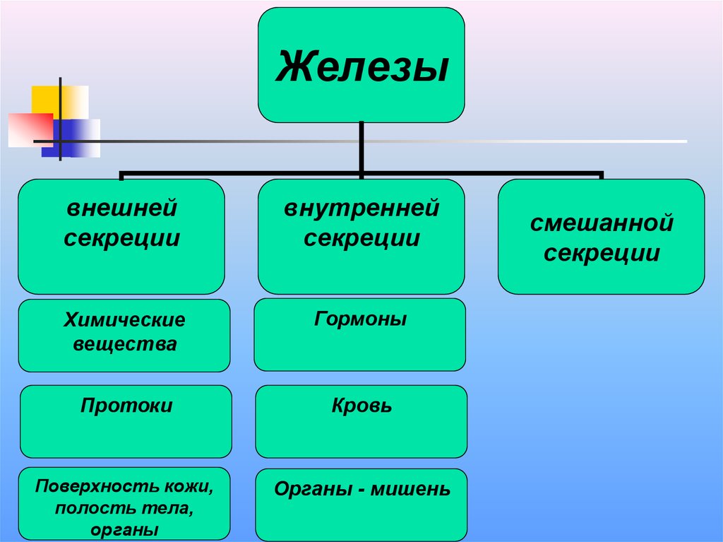 Внешнее больше внутреннего. Железы внешней внутренней и смешанной секреции. Внутренняя внешняя и смешанная секреция. Внутренняя и внешняя секреция таблица. Внешней секреции функции гормонов.