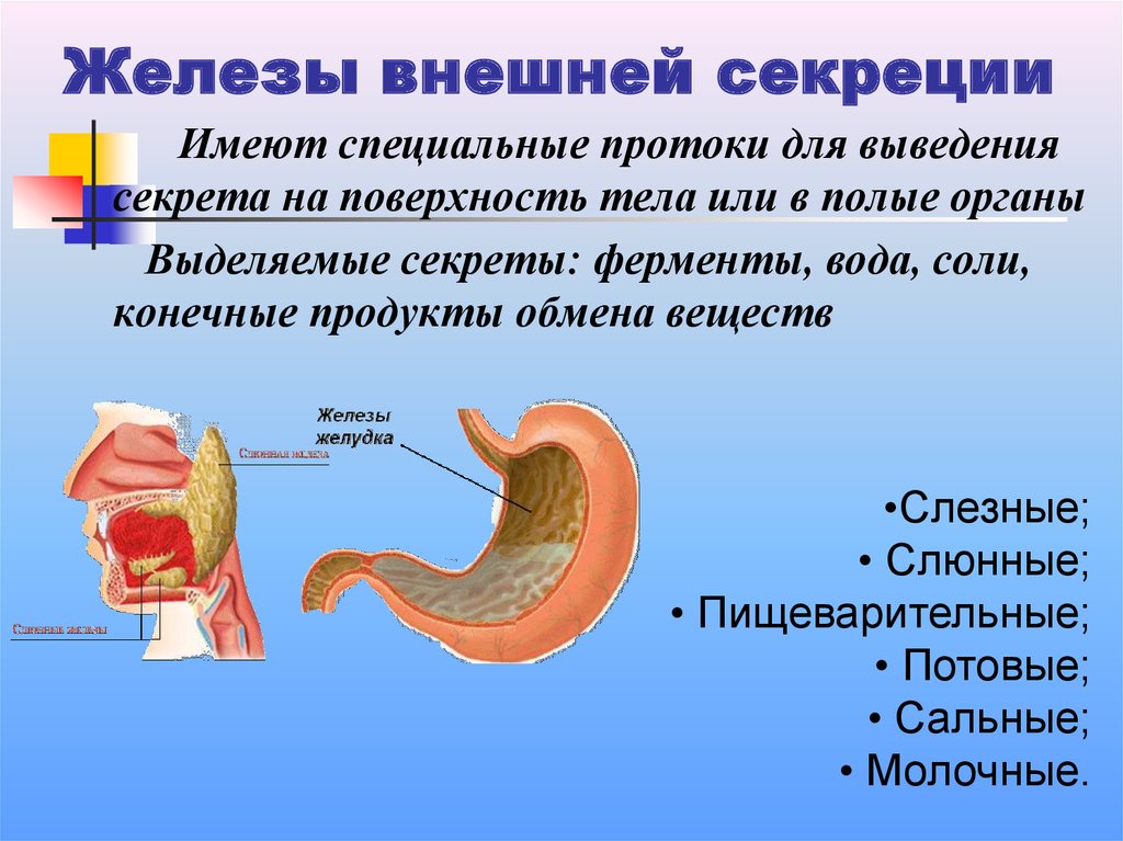 Схема железы внешней внутренней и внешней секреции