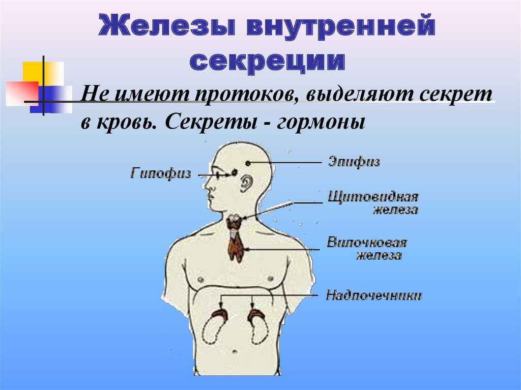 Рисунок внутренней секреции