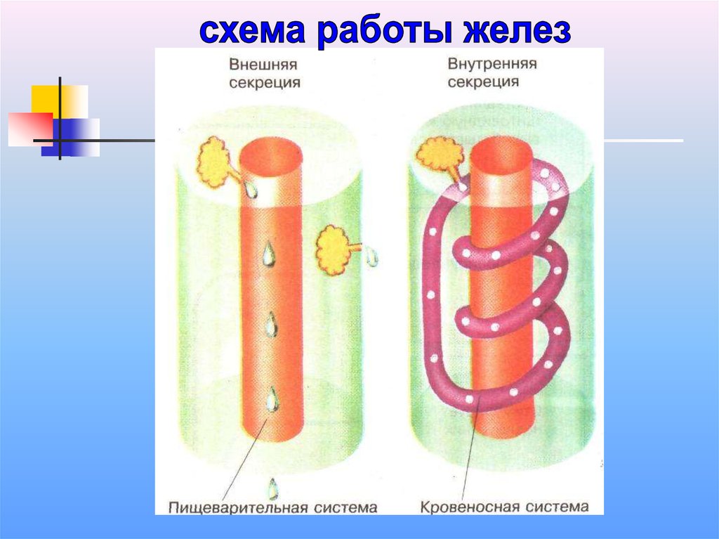 Схема железы внешней внутренней и внешней секреции