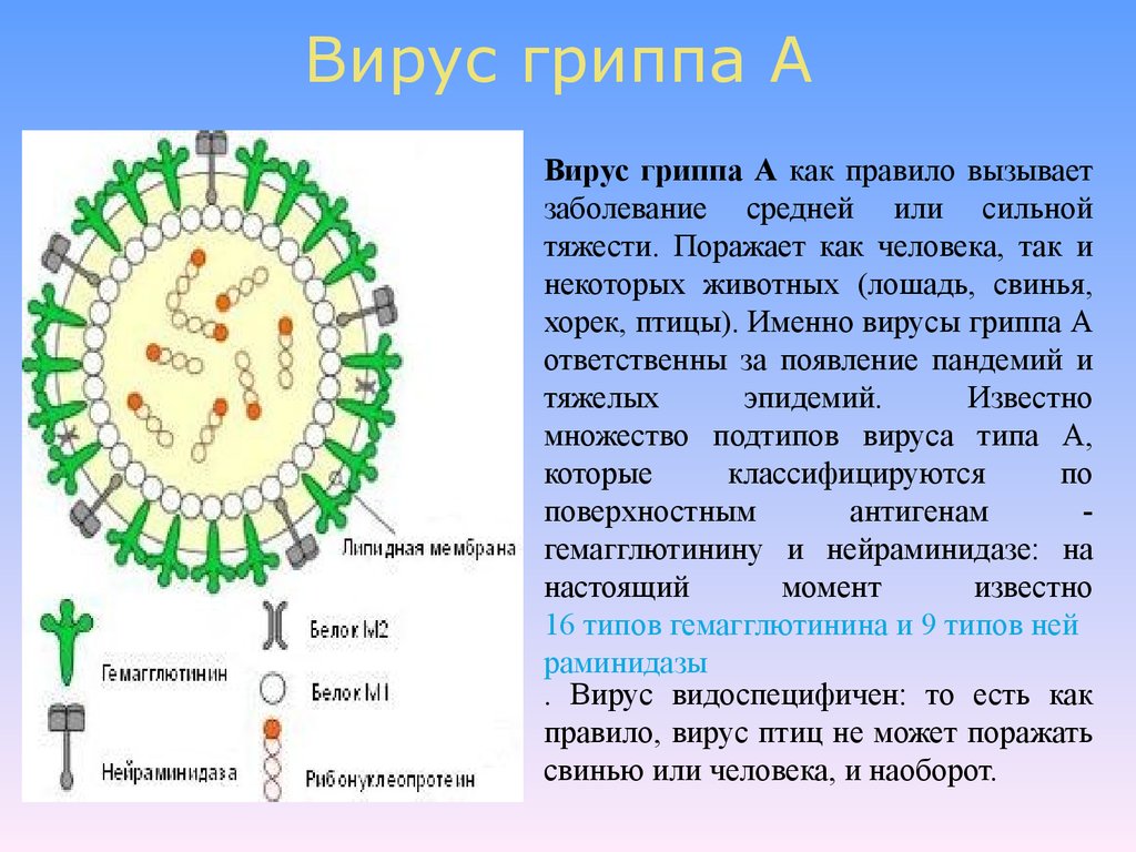 Презентация вирусы гриппа