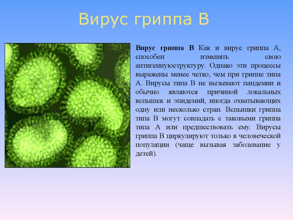 Заболевание грипп б. Вирус гриппа. Типы вирусов. Виды вирусов гриппа. Классификация вируса гриппа.