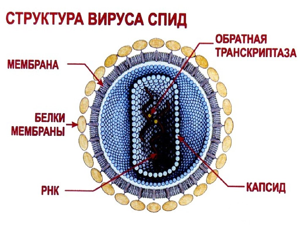 Вирус рисунок по биологии