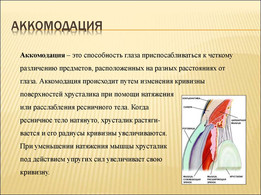 Где происходит окончательное различение изображения