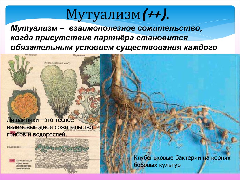 Пример симбиоза бактерий. Мутуализм лишайники бактерии клубеньковые. Мутуализм. Клубеньковые бактерии симбиоз. Клубеньковые бактерии на корнях.