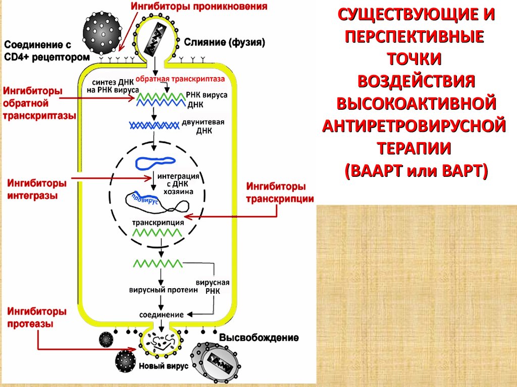 Ингибиторы обратной транскриптазы. Интеграция вируса. Ингибиторы транскрипции. Ингибиторы обратной транскриптазы ВИЧ.