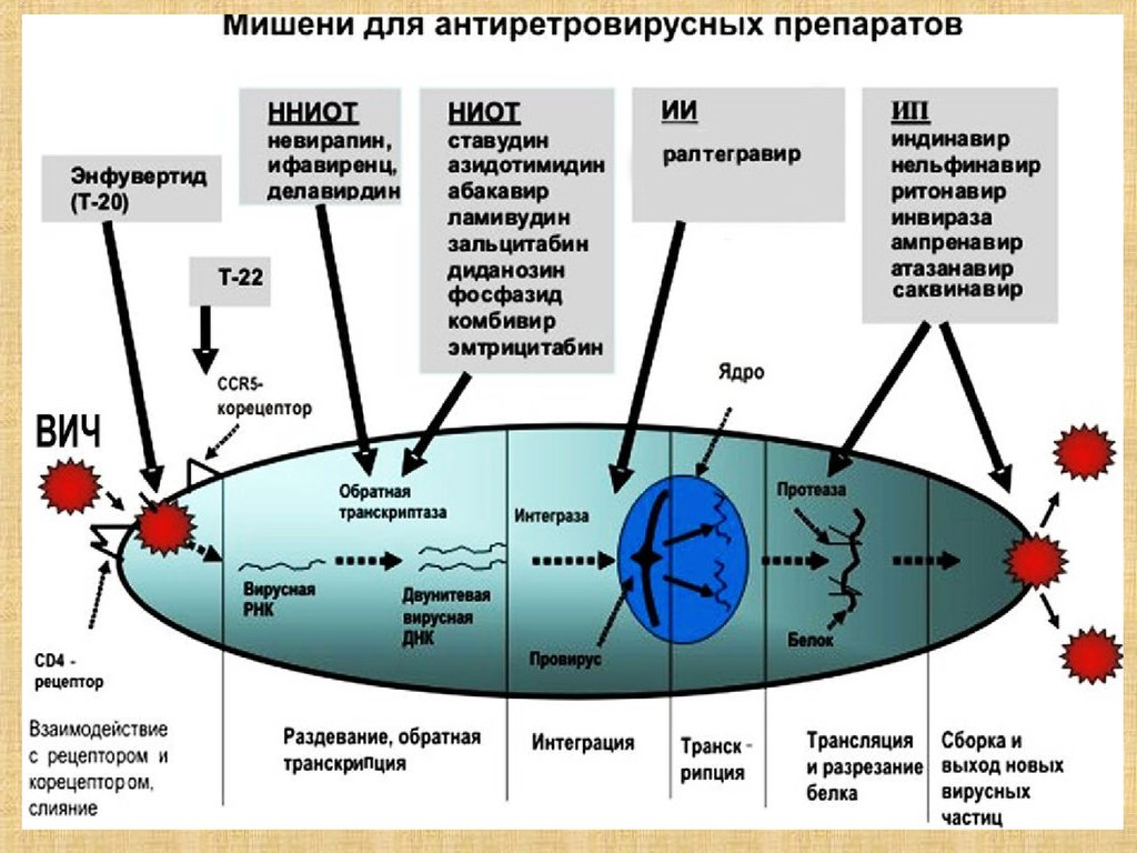 Механизм действия противовирусных препаратов при вич инфекции схема