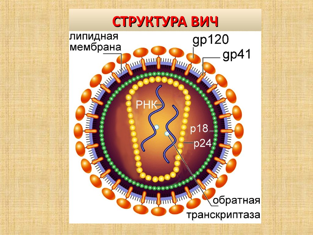 Антигены вируса иммунодефицита человека. ВИЧ структура вириона. Строение вируса ВИЧ инфекции. Вирус ВИЧ строение микробиология. Строение вируса ВИЧ И СПИД.