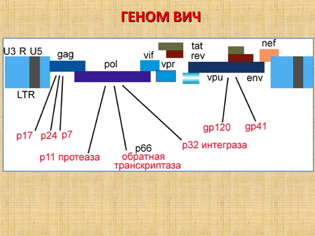 Белки вич. Геном ВИЧ. Строение генома ВИЧ. Структура генома ВИЧ. Структура генома вируса иммунодефицита человека.