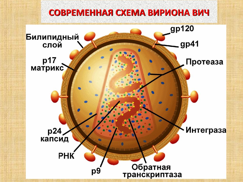 Антигены вируса иммунодефицита человека. ВИЧ структура вириона. Строение вириона ВИЧ микробиология. Строение вирусной частицы ВИЧ. Вирус ВИЧ строение микробиология.