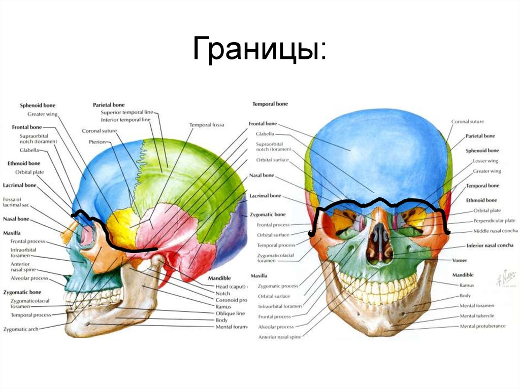 Мозговое основание черепа. Топография лицевого отдела черепа анатомия. Топография лобно теменно затылочной области границы. Топография мозгового отдела черепа топографическая анатомия. Топографическая анатомия черепа схема.