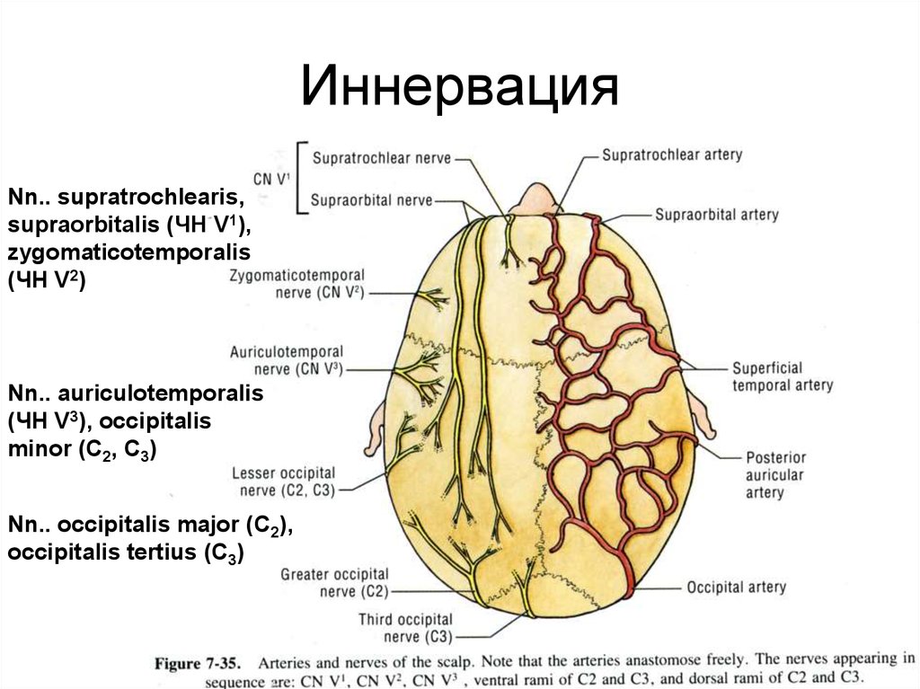 Схема служащая для ориентировки в черепно мозговой топографии