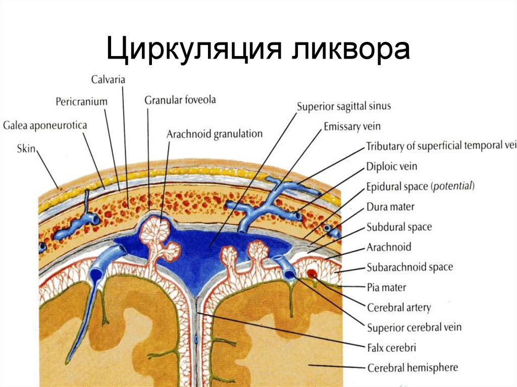 Спинная жидкость. Пути оттока ликвора схема. Оболочки головного мозга. Циркуляция спинномозговой жидкости. Путь спинномозговой жидкости. Движение ликвора в головном мозге схема.