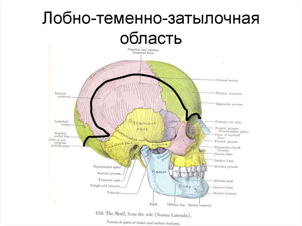 Затылочно теменная область мозга. Топография лобно теменно затылочной области. Лобно-теменно-затылочная область топографическая анатомия границы. Внешние ориентиры лобно теменно затылочной области. Границы лобно-теменно-затылочной области.