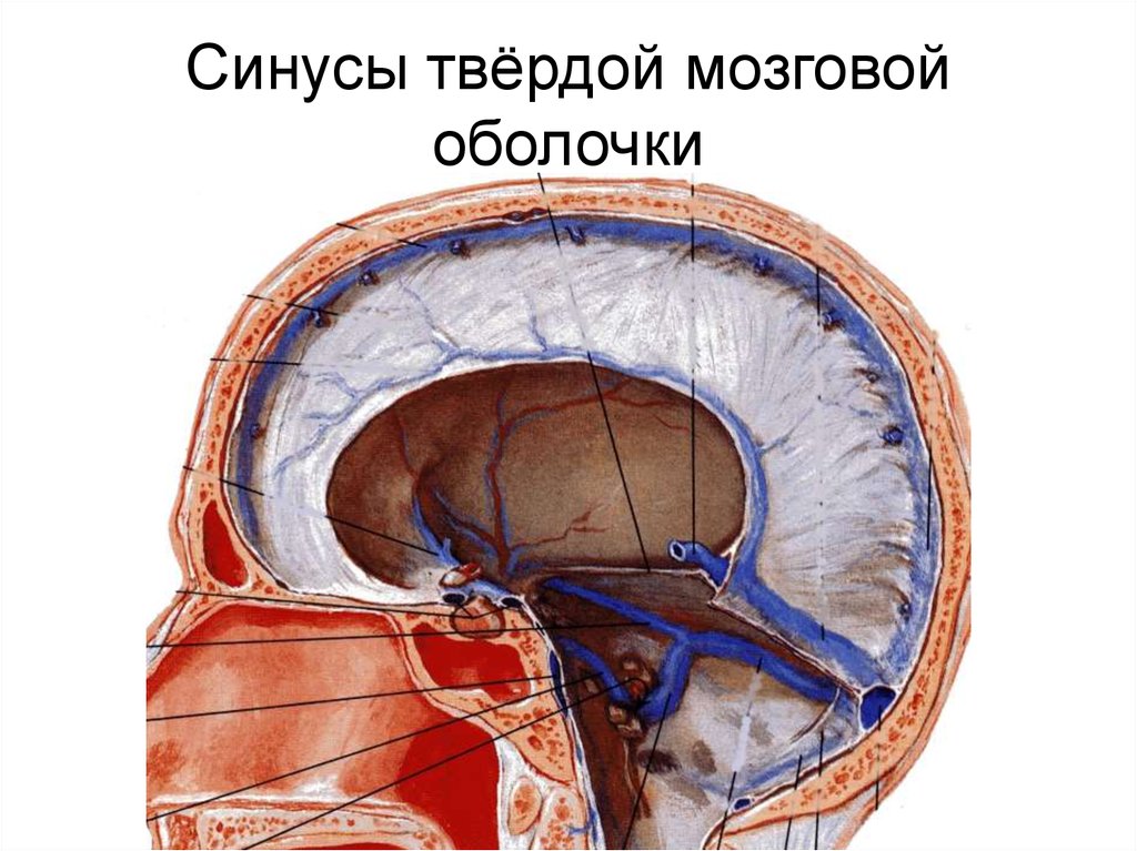 Синусы оболочки головного мозга. Оболочки головного мозга и синусы твердой мозговой оболочки. Синусы твердой мозговой оболочки. Синусы твердой оболочки головного мозга анатомия. Сигмовидный синус твердой оболочки.