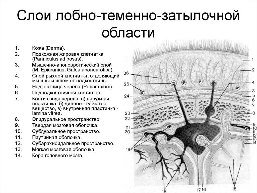 Мозговой слой. Слои лобно-теменно-затылочной области. Топография лобно теменно затылочной области послойная. Послойная топография свода черепа. Послойное строение лобной, теменной и затылочной областей:.