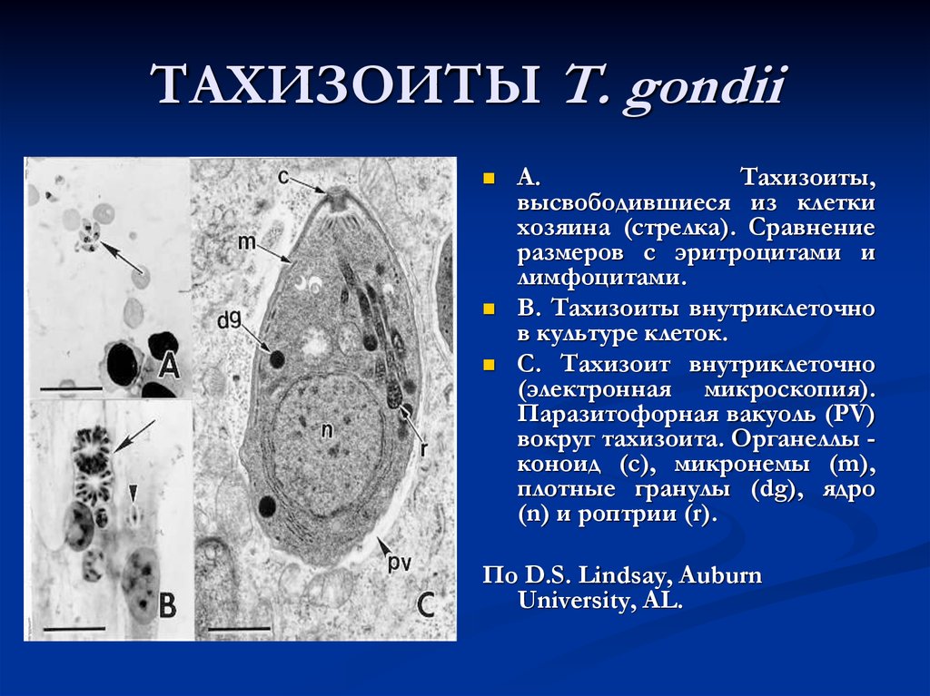 Презентация на тему токсоплазмоз