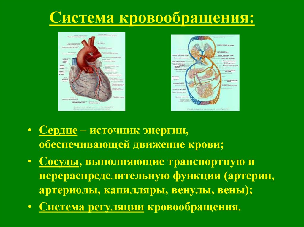 Какие функции выполняет кровообращение. Система кровообращения. Функции системы кровообращения. Кровообращение сердца. Кровообращение сердца физиология.