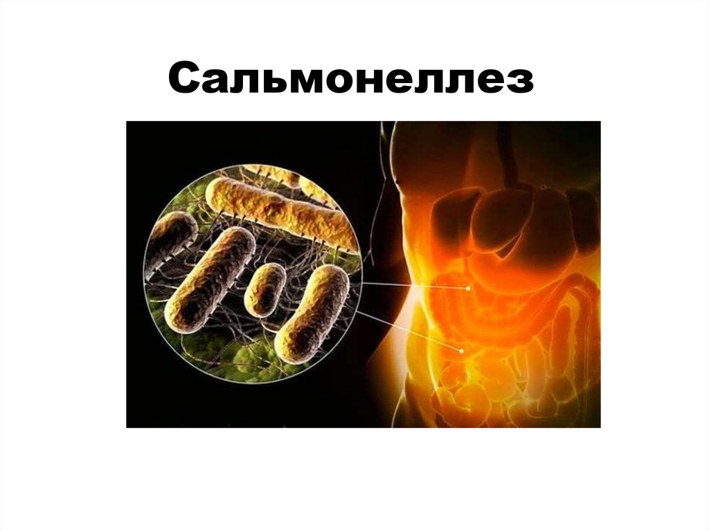 Тема сальмонеллез