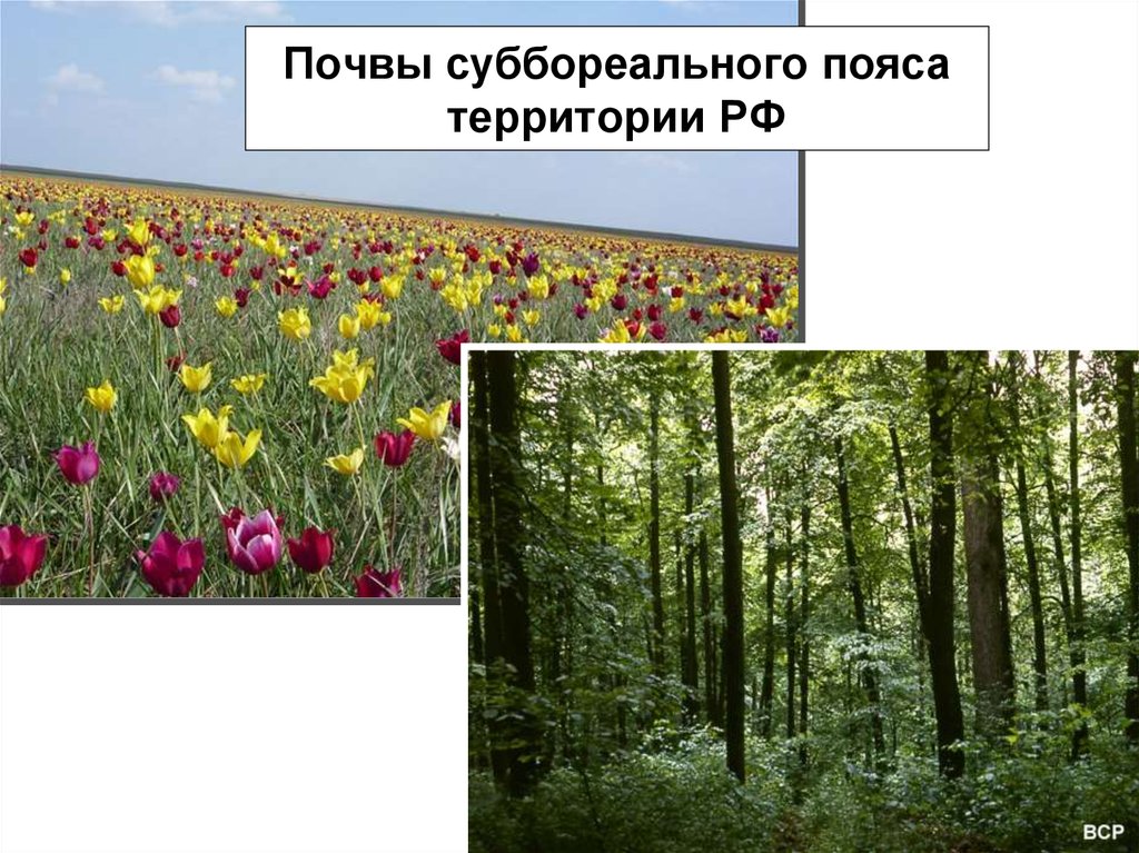 Почвы суббореального пояса территории РФ