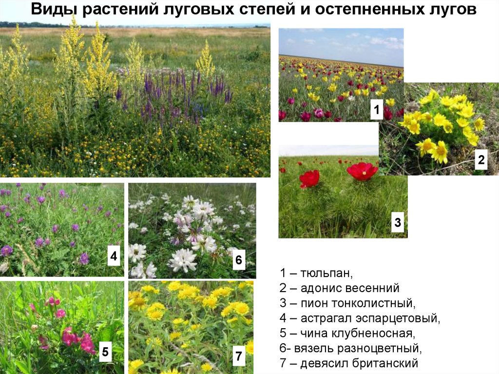 Обитатели нижнего яруса степи. Растительность степи. Растения лугов. Полевые цветы названия. Лекарственные растения Луга.