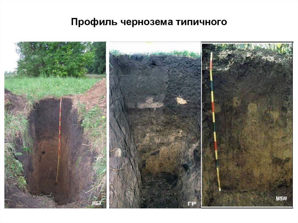 Где и когда демонстрировался образец российского чернозема