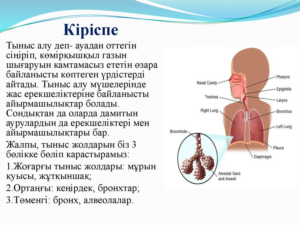 Тыныс алу аурулары