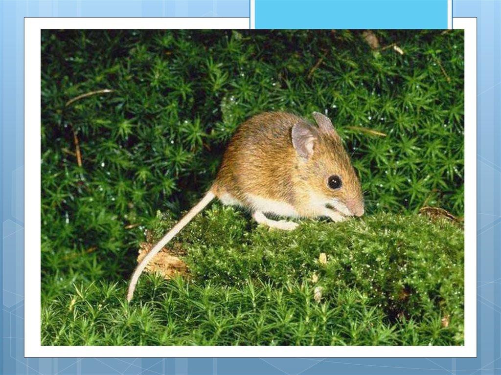 Мышь рост. Лесная мышовка Sicista betulina. Степная мышовка. Мышь Лесная полевка. Полевая мышь мышовка.