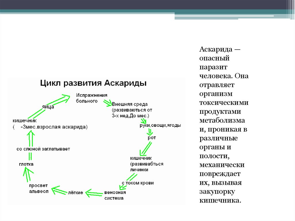 Жизненный цикл 7 класс. Жизненный цикл аскариды человеческой схема. Цикл развития аскариды человеческой схема. Цикл развития аскариды человеческой. Жизненный цикл аскариды человеческой таблица.