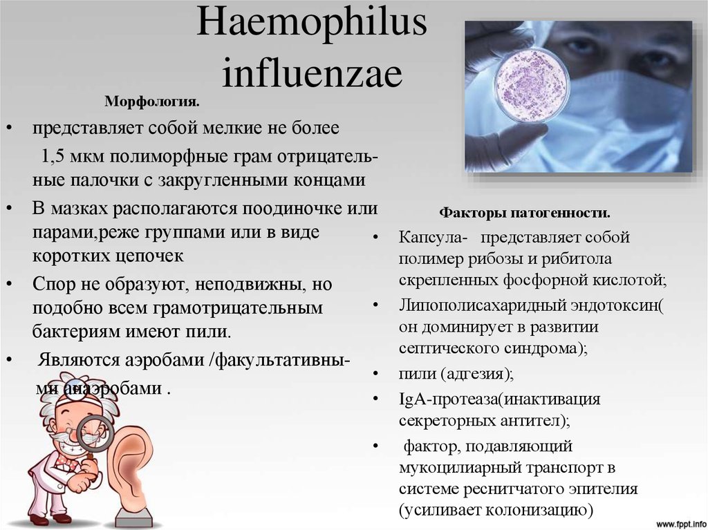 Haemophilus influenzae 10. Заболевания вызываемые гемофильной палочкой. Гемофильная палочка. Haemophilus influenzae (гемофильная палочка). Haemophilus influenzae заболевания.