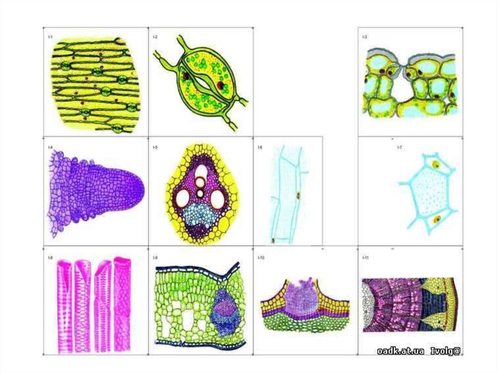 Рисунок клеток тканей. Модель аппликация строение клетки. Модель аппликация строение растительной клетки. Аппликация клетки растения. Модель растительной ткани.