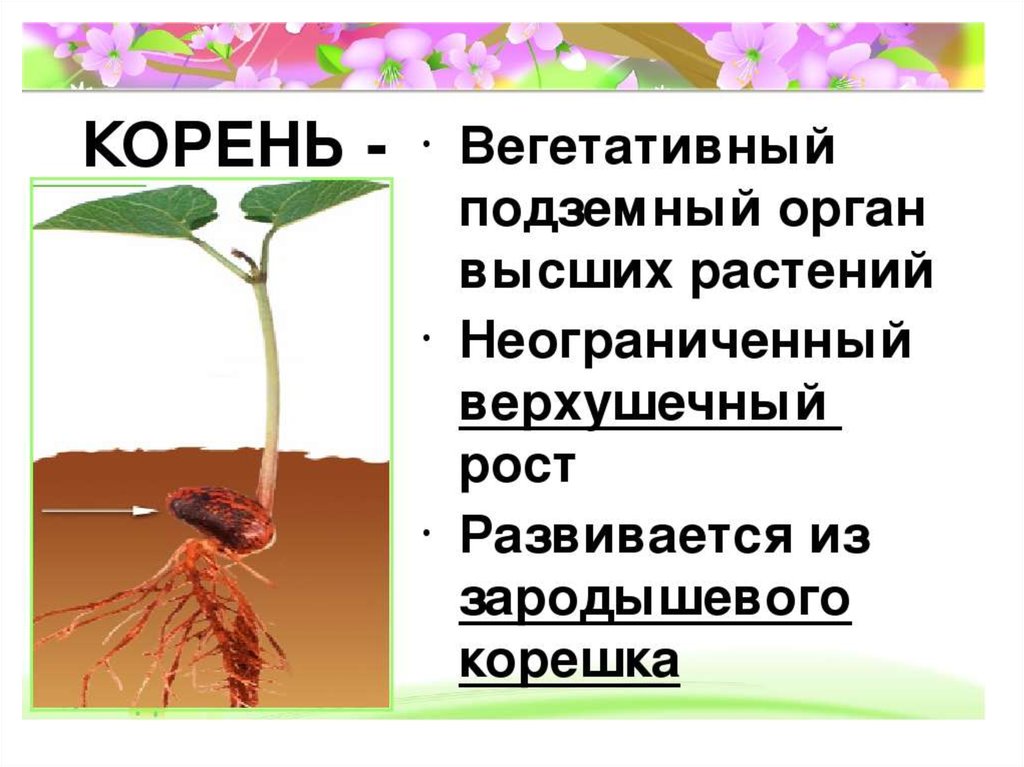 Морфология растений презентация. Морфология вегетативных органов растений. Морфология растений с цветком.