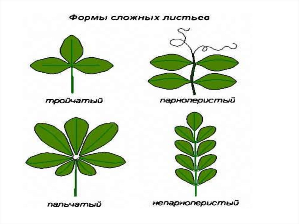 Морфология растений. Морфология цветочных растений. Морфология растений презентация. Морфология растений картинки.