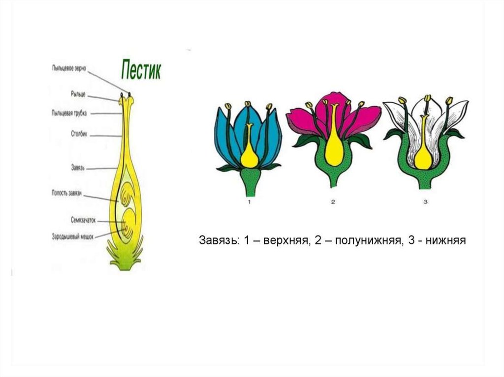 Назовите части пестика. Строение завязи цветка. Завязь у растений строение. Верхняя и нижняя завязь у цветка. Строение пестика покрытосеменных.