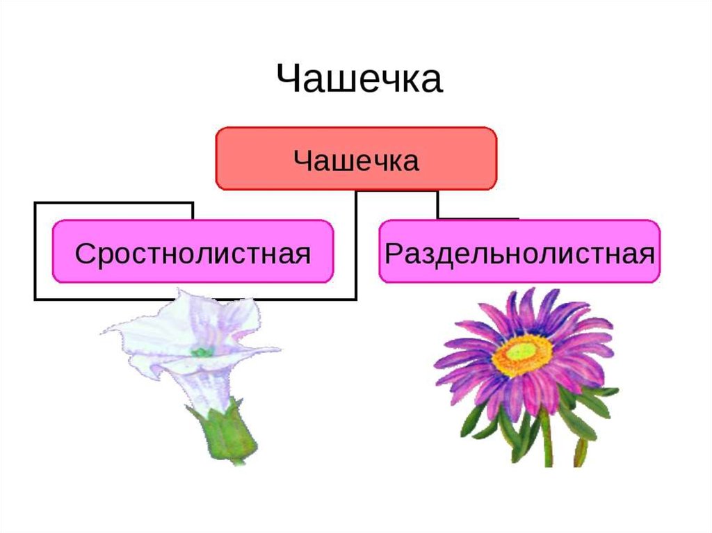 Чашечка это. Чашечка раздельнолистная и сростнолистная. Раздельнолистная чашечка цветка. Чашечка цветка сростнолистная и раздельнолистная. Чашечку сростролистная.