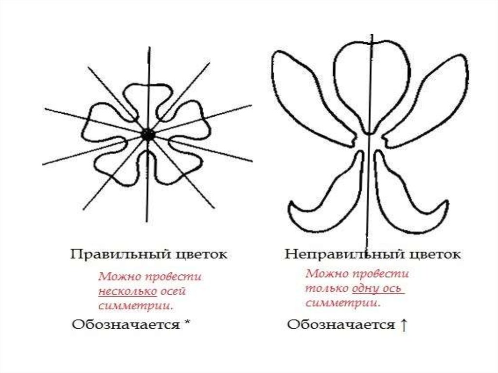 Определение понятию цветок. Правильные и неправильные цветки. Типы симметрии цветка. Правильная симметрия цветка. Неправильный околоцветник.