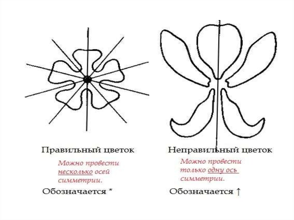 Неправильный цветок