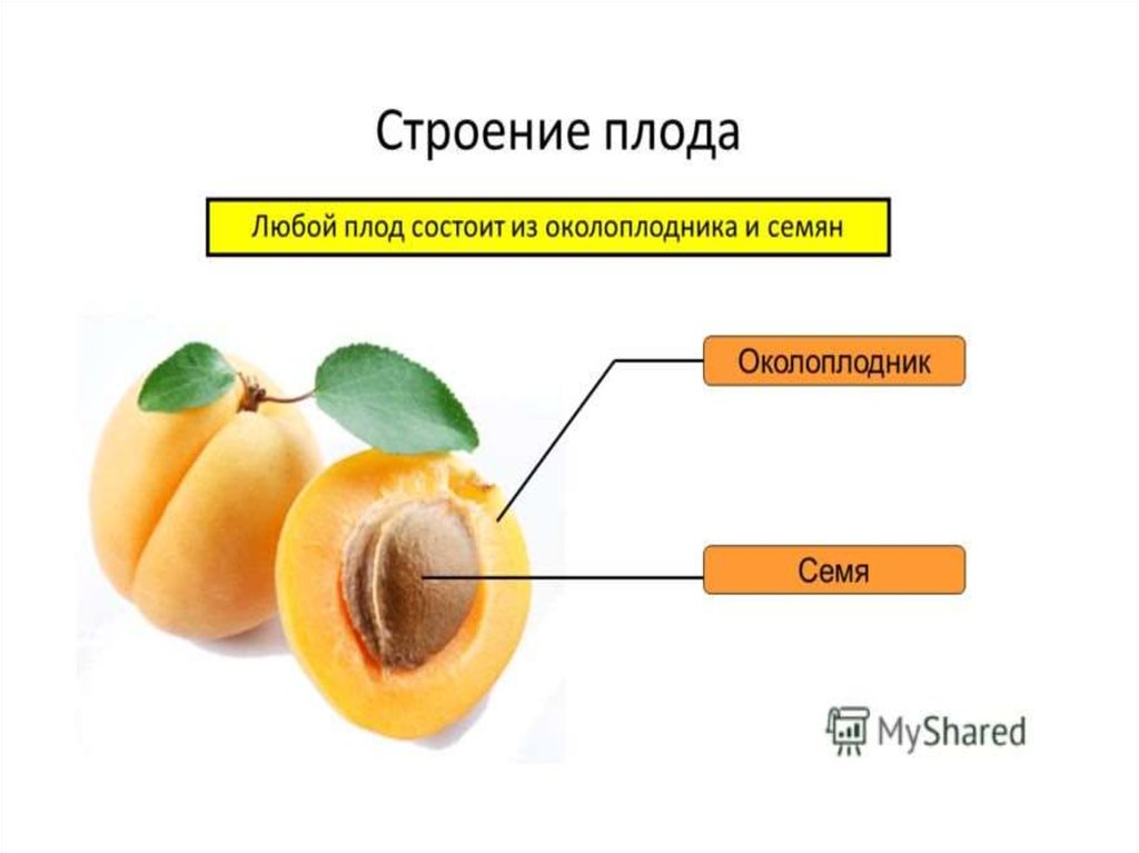 Функция плодового. Плод состоит из околоплодника и семян. Строение плода персика 6 класс. Строение плода биология. Из чего состоит околоплодник.