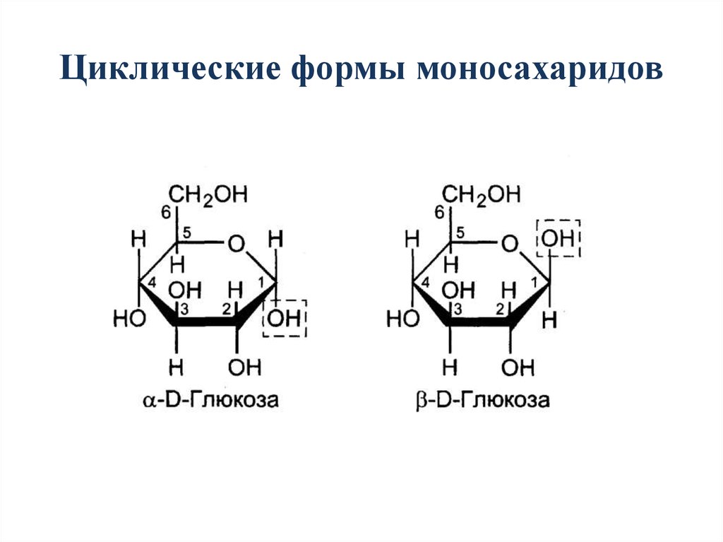 Как определить глюкозу и фруктозу. Циклические формы моносахаридов. Циклические формулы углеводов. Циклическая структура моносахаридов. Циклические формулы моносахаридов.
