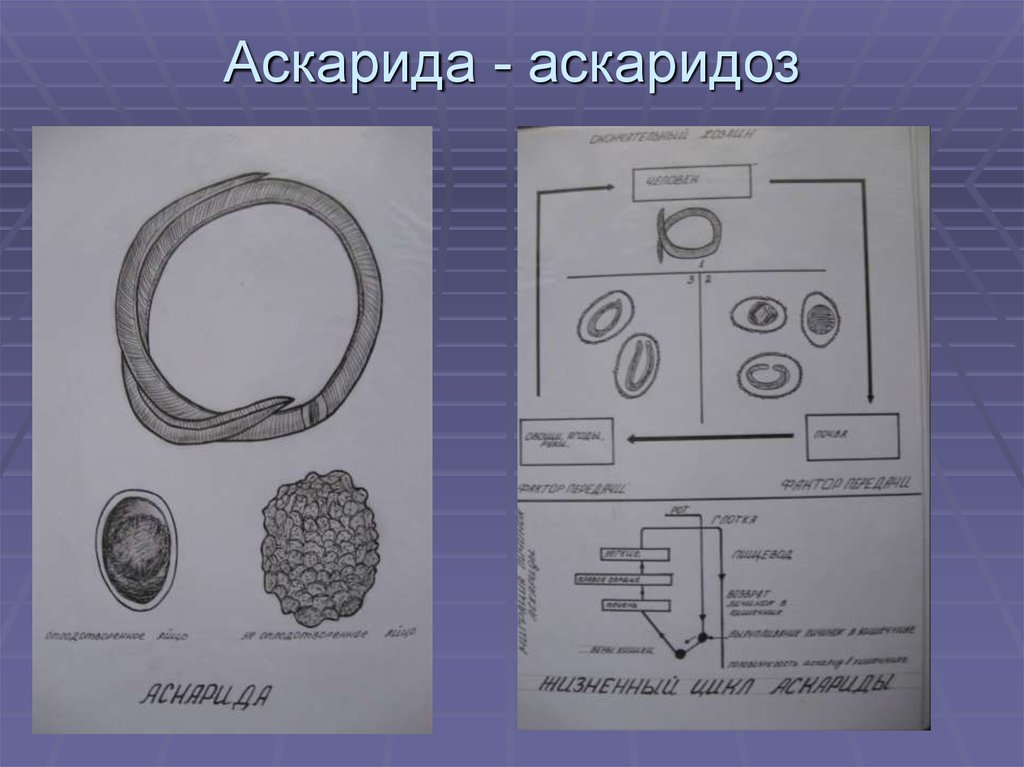 Яйцо аскариды рисунок