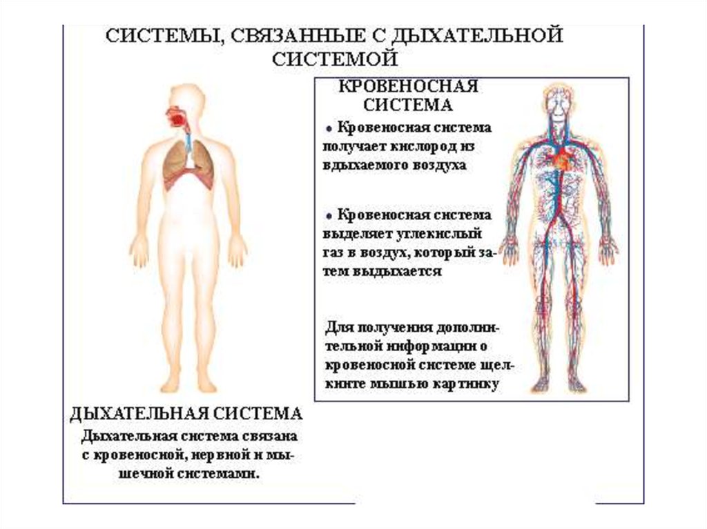 Презентация анатомия и физиология органов дыхания