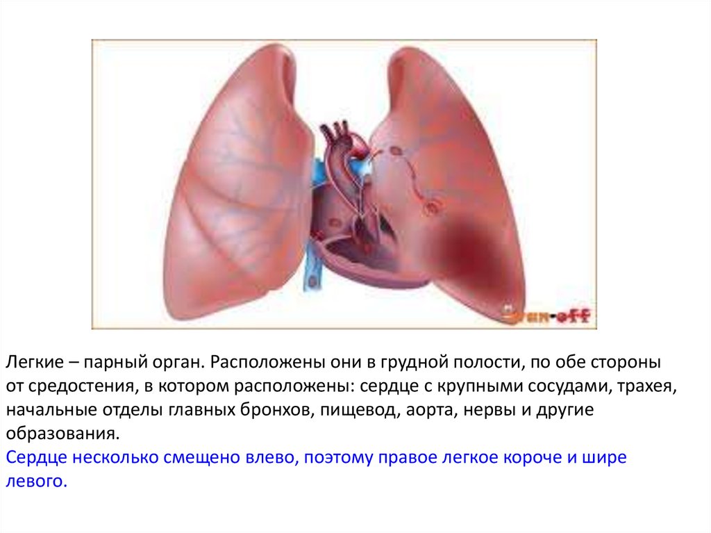 Парным органом. Легкие орган. Легкие парные органы расположены в грудной полости. Лёгкие парный орган располагается.