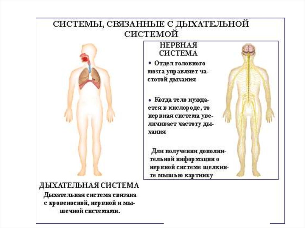 Физиология дыхания анатомия. Анатом физиологический органов дыхание. Коротко о системе дыхания. Основы анатомии и физиологии человека. Дыхательная система..