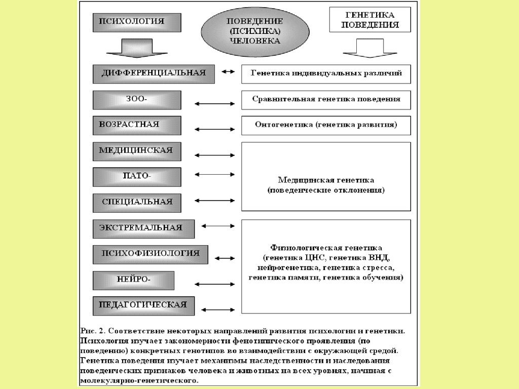 Генетическая психология презентация