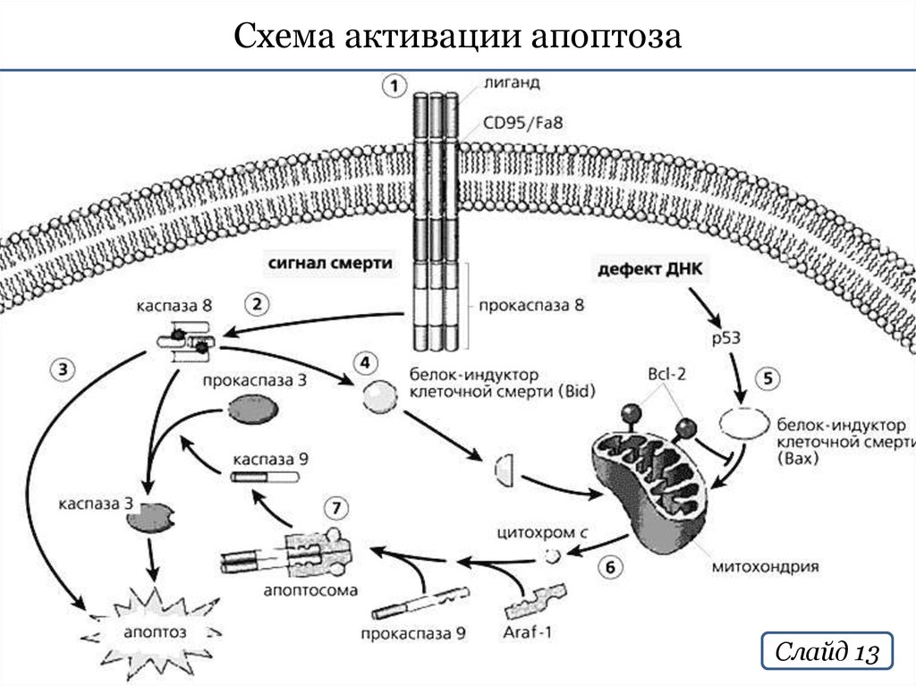 Нарисуйте схему гибели клеток мишеней по механизму апоптоза