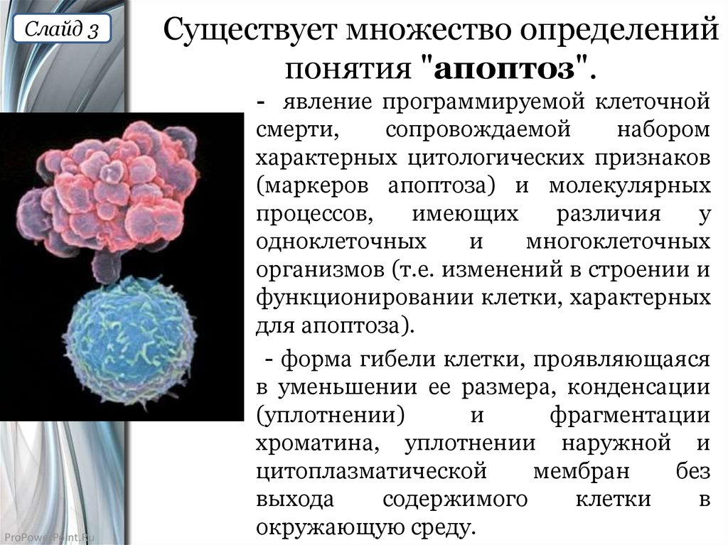 Существует множество. Программируемая клеточная смерть апоптоз. Роль апоптоза в многоклеточном организме. Понятие апоптоз. Определение апоптоза.