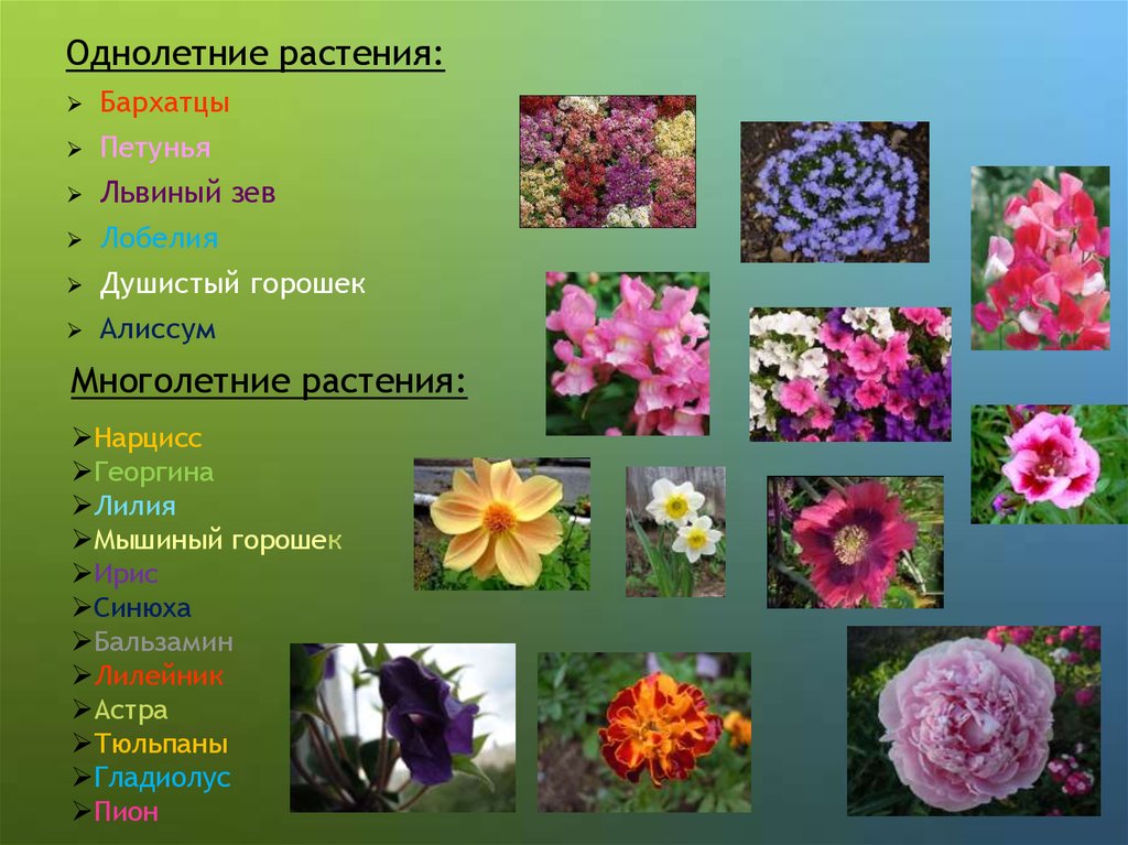 Цветы значение цветов с фото и названиями