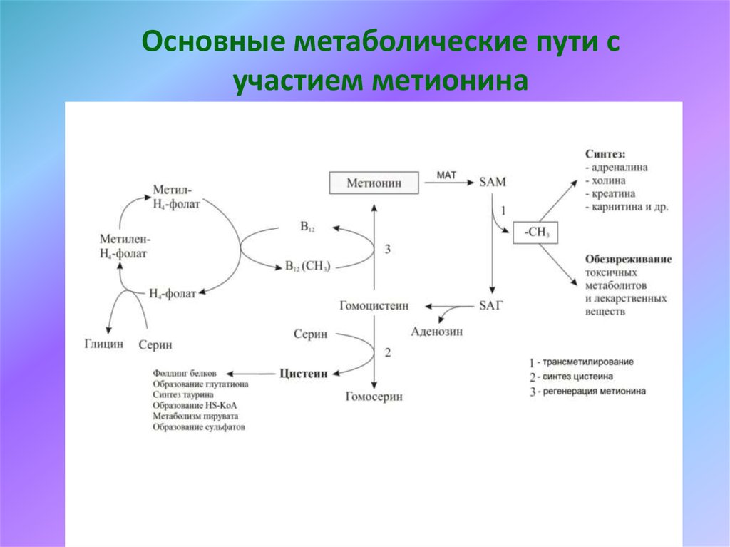Схема центральных метаболических путей. • Основные метаболические пути получения уксусной кислоты. Схема центральных метаболических ПУ. Схема метаболизма метионина.